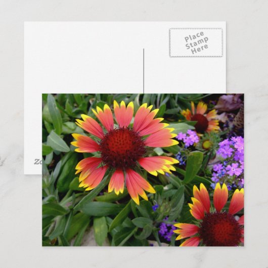 Gaillardia Postkarte (Vorne/Hinten)