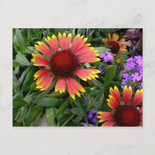 Gaillardia Postkarte
