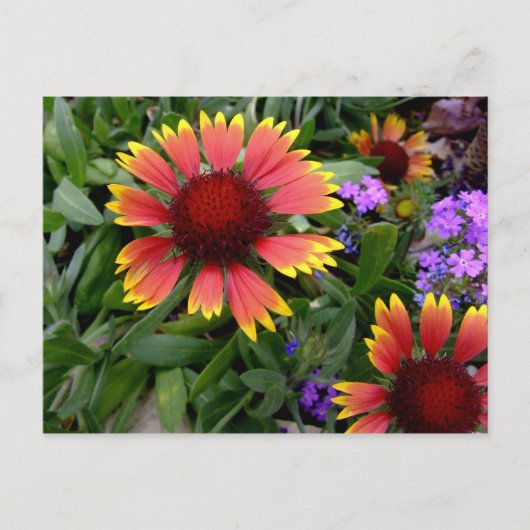 Gaillardia Postkarte (Vorderseite)