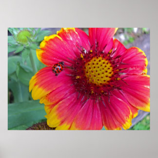 Gaillardia und Ladybug Poster