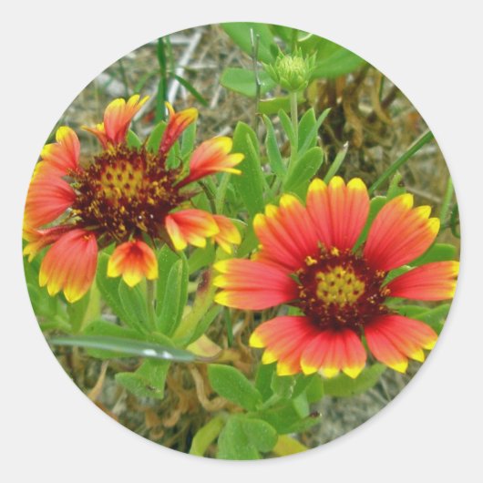 Gaillardia Wildblume (Blanket-Blume) Tote Beutel Runder Aufkleber (Vorderseite)
