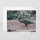 GAINESVILLE FLORIDA POSTKARTE (Vorne/Hinten)