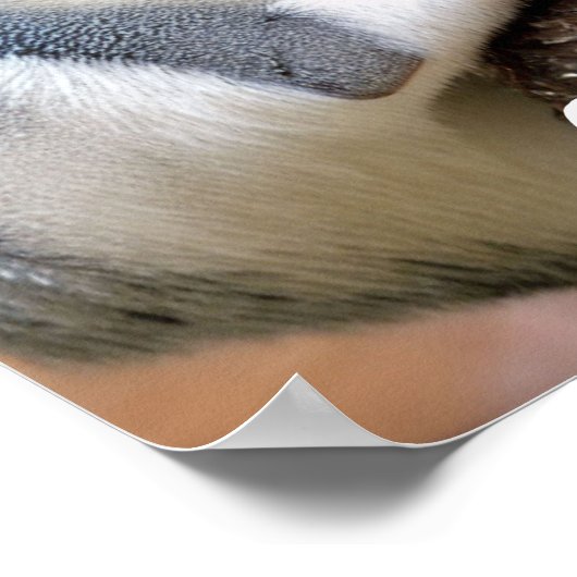 Galago aka Bush Baby Poster (Ecke)