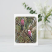 Galah 9Y209D-155 Postkarte (Stehend Vorderseite)