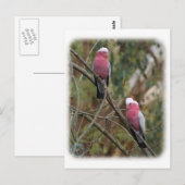 Galah 9Y209D-155 Postkarte (Vorne/Hinten)