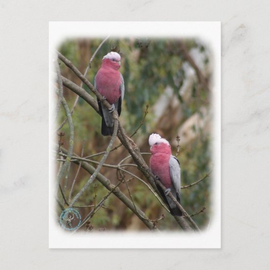 Galah 9Y209D-155 Postkarte (Vorderseite)