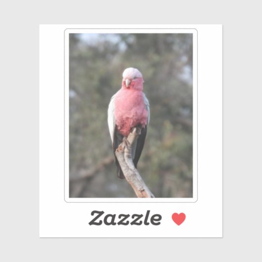 Galah Aufkleber (Blatt)