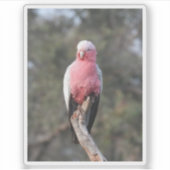 Galah Aufkleber (Vorderseite)