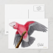 Galah Cockatoo Postcard Postkarte (Vorne/Hinten)