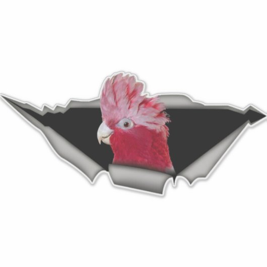 Galah Cockatoo Sticker – Pink Parrot Bird Decal (Vorderseite)