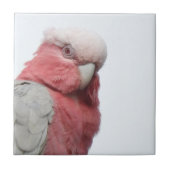 Galah Fliese (Vorderseite)