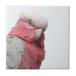 Galah Fliese