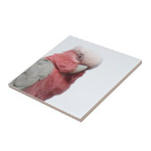 Galah Fliese (Seite)