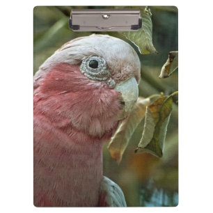 Galah-Kakadu Rosa Australischer Vogelporträt Klemmbrett