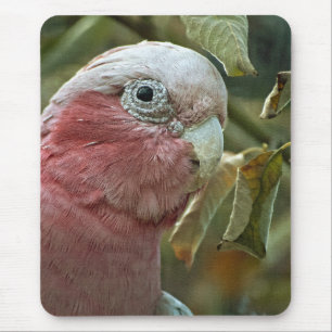 Galah-Kakadu Rosa Australischer Vogelporträt Mousepad