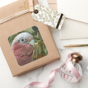 Galah-Kakadu Rosa Australischer Vogelporträt Quadratischer Aufkleber