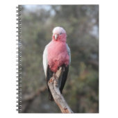 Galah Notizblock (Vorderseite)