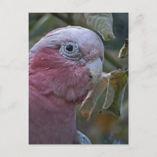 Galah oder Rosakakadu Postkarte