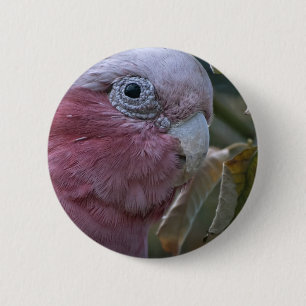 Galah oder Rose-Kakadu Button