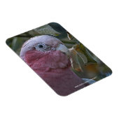 Galah oder Rose-Kakadu Magnet (Rechte Seite)
