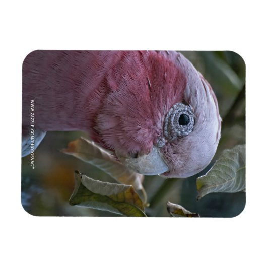 Galah oder Rose-Kakadu Magnet (Horizontal)
