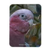 Galah oder Rose-Kakadu Magnet (Vertikal)