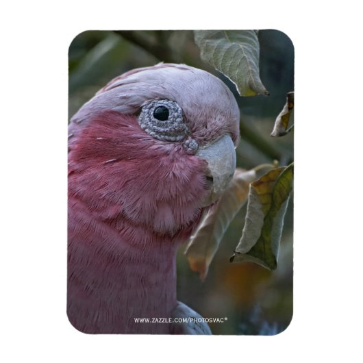 Galah oder Rose-Kakadu Magnet (Vertikal)