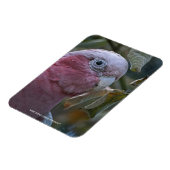 Galah oder Rose-Kakadu Magnet (Linke Seite)