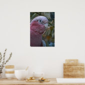 Galah oder Rose-Kakadu Poster (Küche)