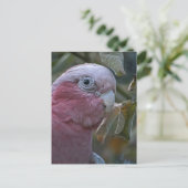 Galah oder Rose-Kakadu Postkarte (Stehend Vorderseite)