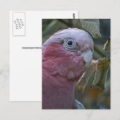 Galah oder Rose-Kakadu Postkarte (Vorne/Hinten)
