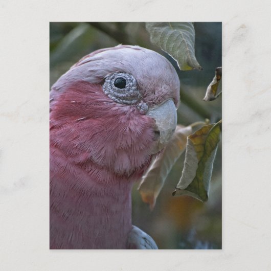 Galah oder Rose-Kakadu Postkarte (Vorderseite)