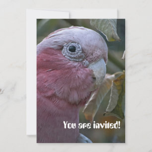 Galah oder Rosenbrust-Kakadu Einladung