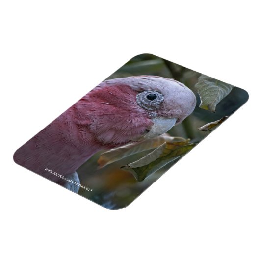 Galah oder Rosenbrust-Kakadu Magnet (Linke Seite)
