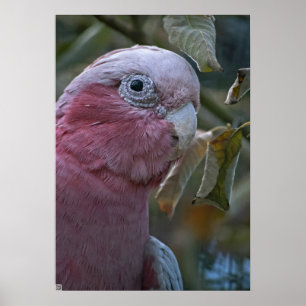 Galah oder Rosenbrust-Kakadu Poster
