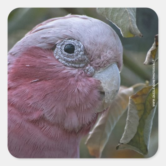 Galah oder Rosenbrust-Kakadu Quadratischer Aufkleber (Vorderseite)