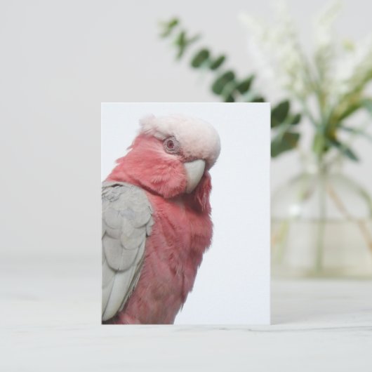 Galah Postcard Postkarte (Stehend Vorderseite)