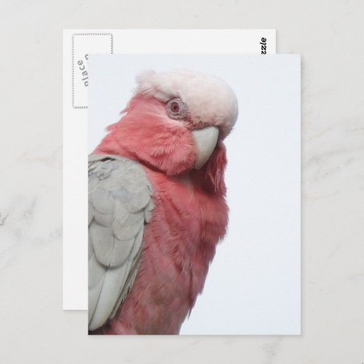 Galah Postcard Postkarte (Vorne/Hinten)