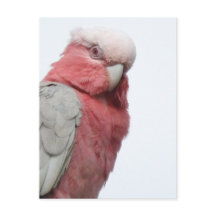 Galah Postcard