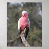 Galah Poster (Vorne)