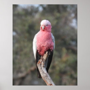 Galah Poster