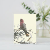 Galah Postkarte (Stehend Vorderseite)