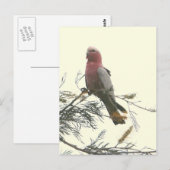 Galah Postkarte (Vorne/Hinten)
