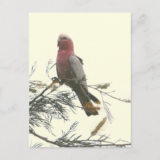 Galah Postkarte (Vorderseite)