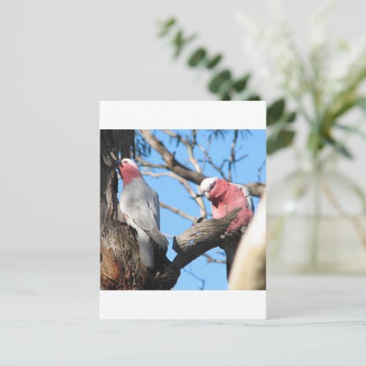 Galah Postkarte (Stehend Vorderseite)