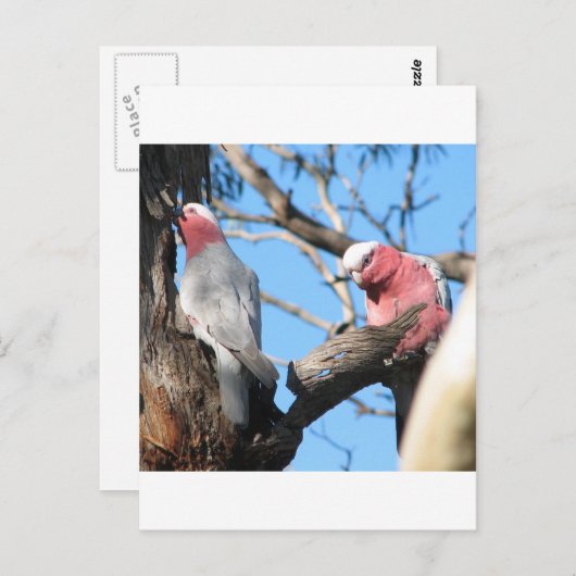 Galah Postkarte (Vorne/Hinten)