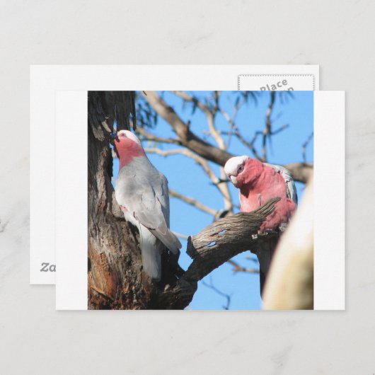 Galah Postkarte (Vorne/Hinten)