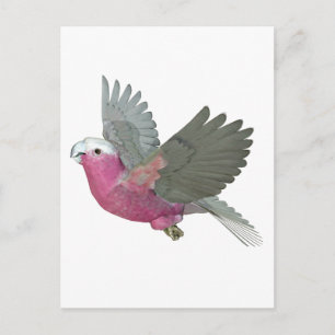 Galah Postkarte