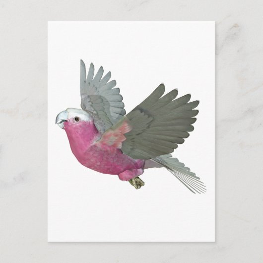 Galah Postkarte (Vorderseite)