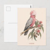 Galah Postkarte | Bush Edition (Vorne/Hinten)